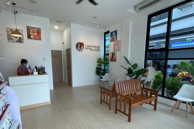 Veterinarian caring for a dog